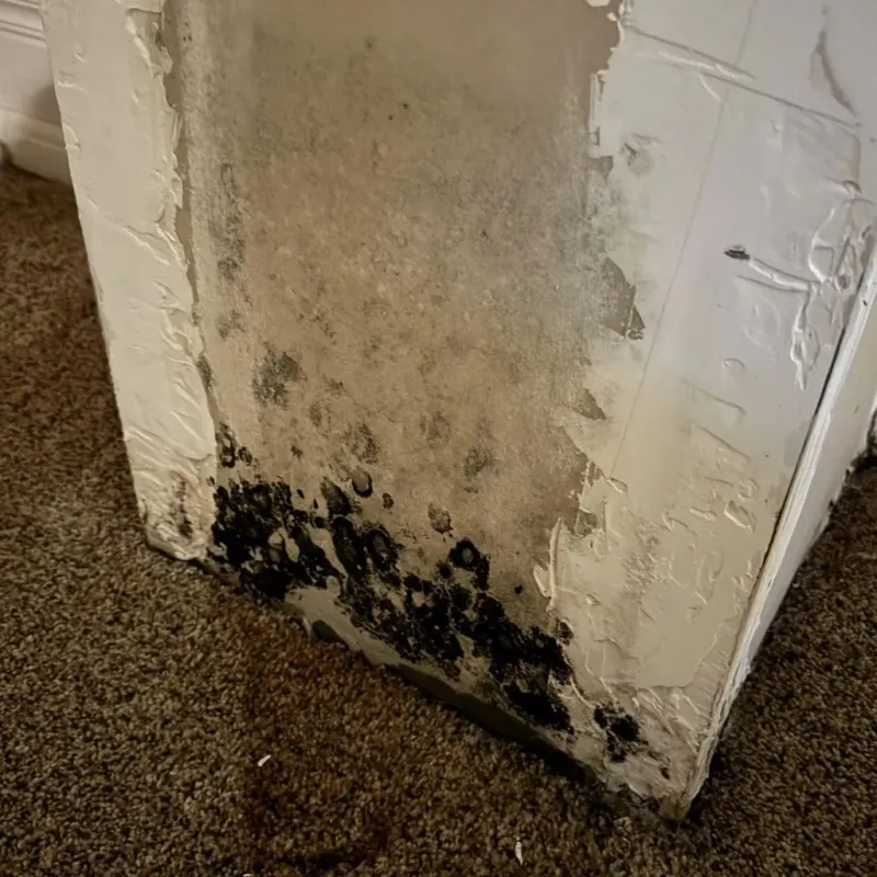 Professional Mold Removal in Conover, NC